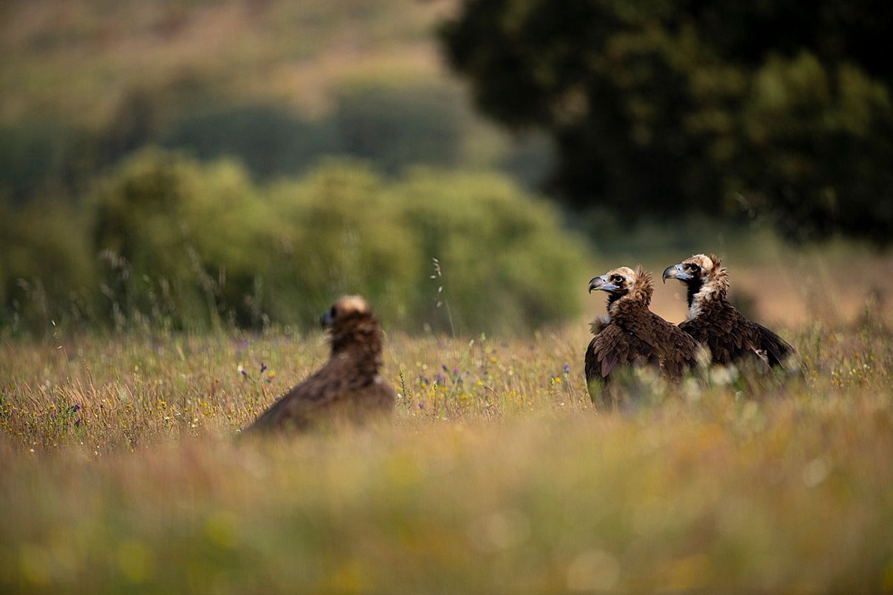Fotoreis Spanje met een monniksgieren en de pardellynx. Fotuhutten fotografie