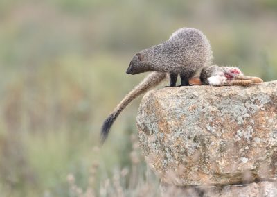 Mangoest met konijn tijdens Fotoreis Spanje met de Pardellynx, Ibersiche Lynx en Spaande Lynx. Fotuhutten fotografie