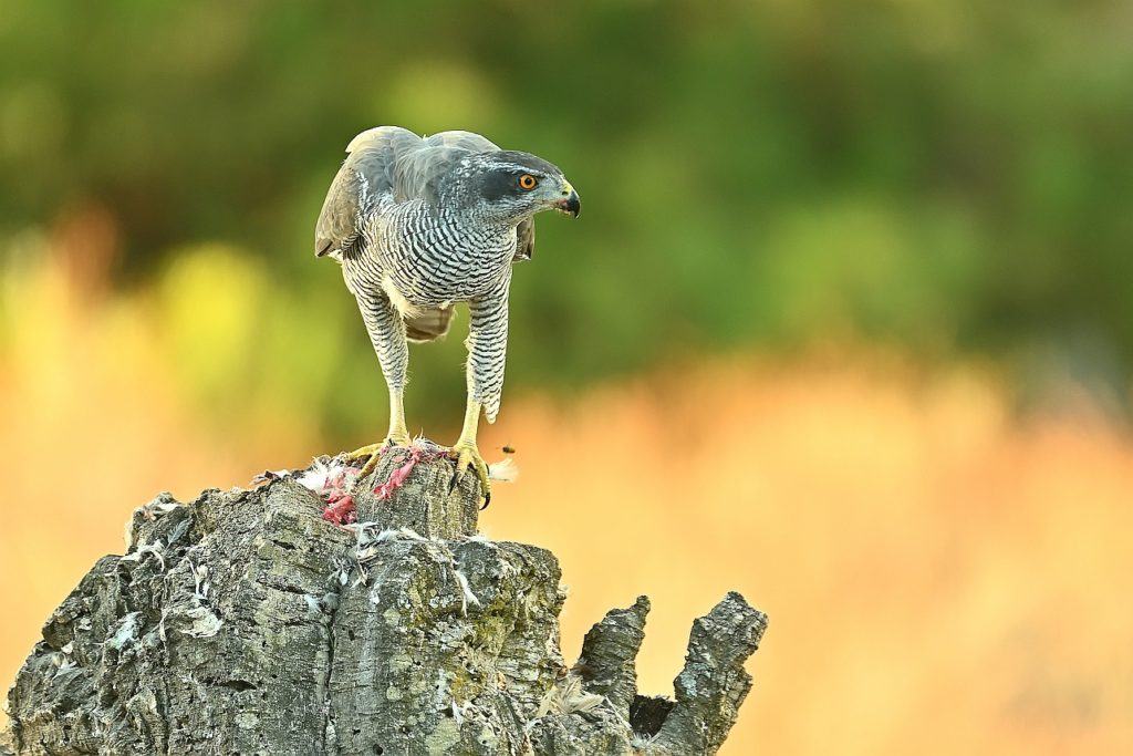 Fotoreis Spanje met een havik en pardellynx. Fotuhutten fotografie