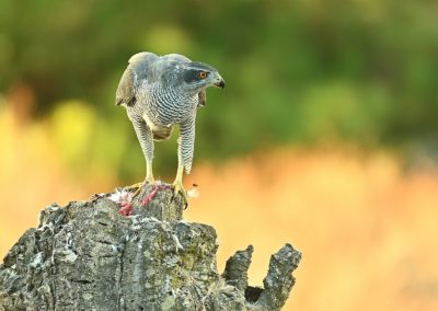 Fotoreis Spanje met een havik en pardellynx. Fotuhutten fotografie