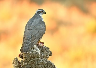 Fotoreis Spanje met een havik en pardellynx. Fotuhutten fotografie