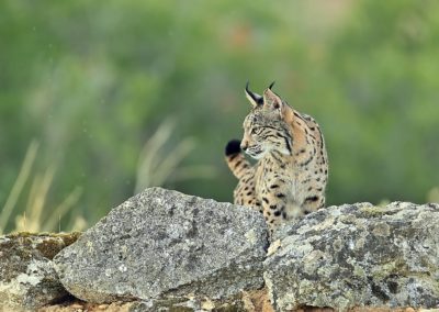 Fotoreis Spanje met de Pardellynx, Ibersiche Lynx en Spaande Lynx. Fotuhutten fotografie