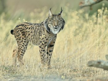 Fotoreis Extremadura Spanje - Spaanse lynx, keizerarend en meer