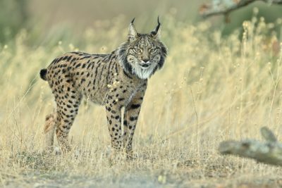 Fotoreis Spanje met de Pardellynx, Ibersiche Lynx en Spaande Lynx. Fotuhutten fotografie