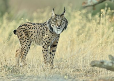 Fotoreis Spanje met de Pardellynx, Ibersiche Lynx en Spaande Lynx. Fotuhutten fotografie