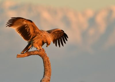 Fotoreis Spanje met de keizersarend en pardellynx