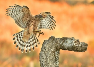 Fotoreis Spanje met een havik en pardellynx. Fotuhutten fotografie