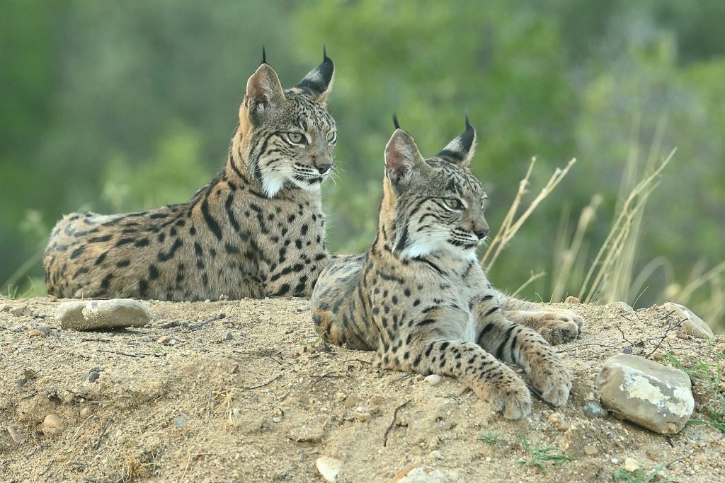 Fotoreis Spanje met de Pardellynx, Ibersiche Lynx en Spaande Lynx.