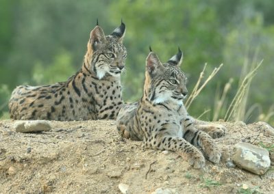Fotoreis Spanje met de Pardellynx, Ibersiche Lynx en Spaande Lynx. Fotuhutten fotografie
