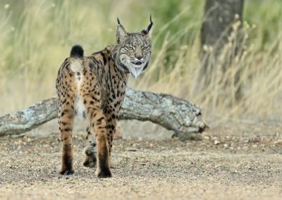 Fotoreis Spanje met de Pardellynx, Ibersiche Lynx en Spaande Lynx. Fotuhutten fotografie