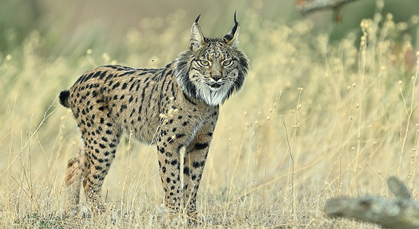 Fotoreis Spanje met de Pardellynx, Ibersiche Lynx en Spaande Lynx. Fotuhutten fotografie