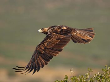 Fotoreis Spanje - 15 soorten Roofvogels, kraanvogels en vechtende steenbokken