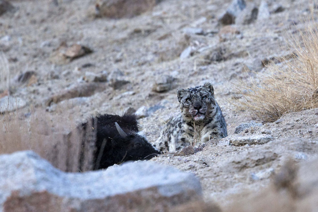 sneeuwluipaard met prooi fotoreis India, ladakh