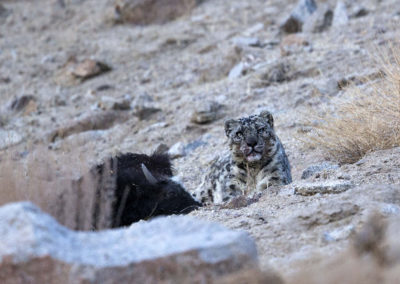 sneeuwluipaard met prooi fotoreis India, ladakh