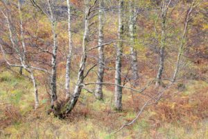 Fotoreis Glencoe Schotland bomen | Nature Talks Fotoreizen
