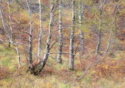 Fotoreis Glencoe Schotland bomen | Nature Talks Fotoreizen
