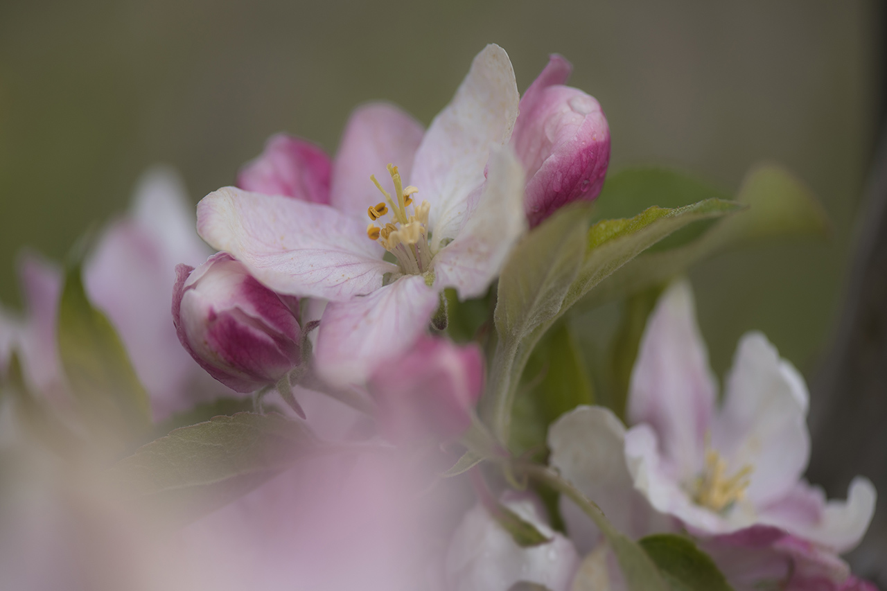 Foto van roze bloesem