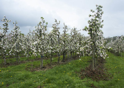 Foto van boomgaarden in de bloesem