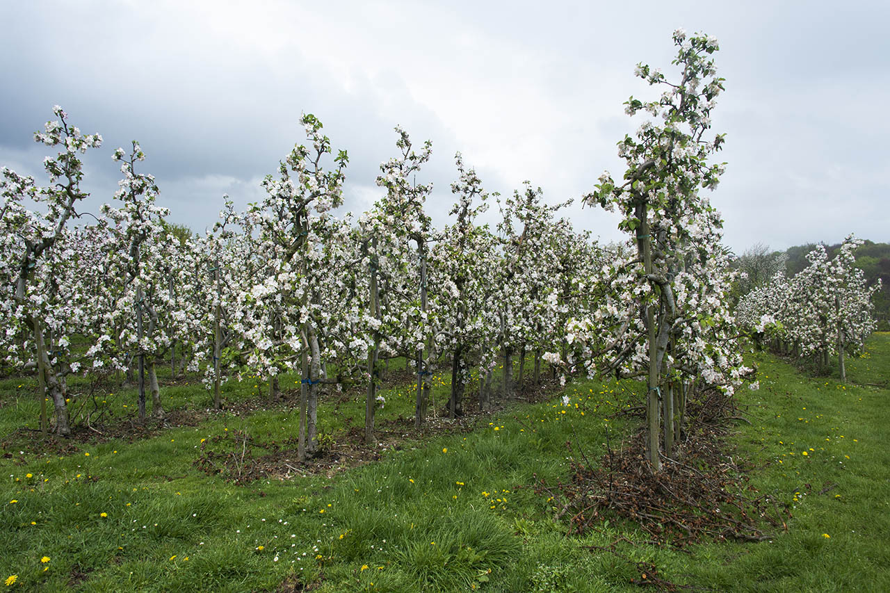 Foto van boomgaarden in de bloesem