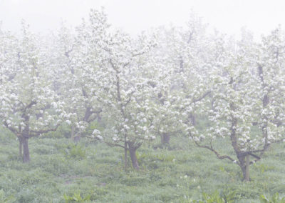 Foto van boomgaarden in de bloesem