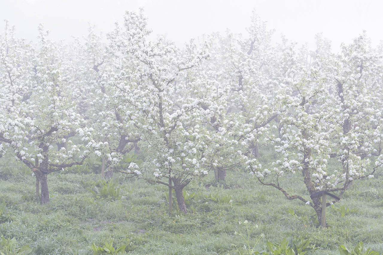 Foto van boomgaarden in de bloesem