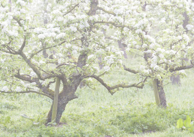 Foto van boomgaarden in de bloesem