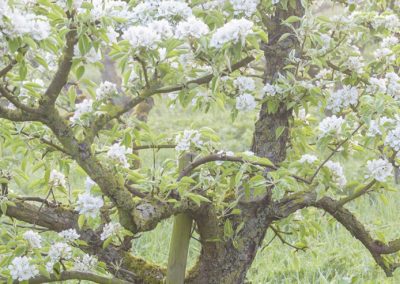 Foto van boom in de bloesem