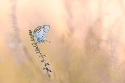 Fotoweekend macrofotografie Drenthe: Heideblauwtjes en weidebeekjuffers