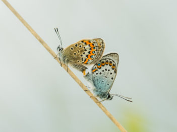 Fotoweekend macrofotografie Drenthe: Heideblauwtjes en weidebeekjuffers