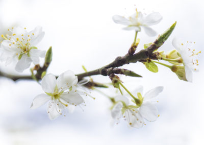 Foto van witte bloesem