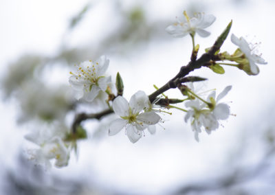 Foto van witte bloesem