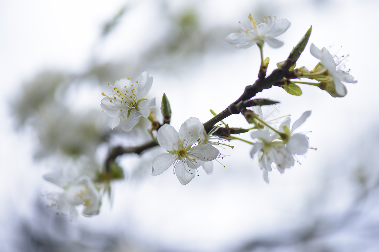 Foto van witte bloesem