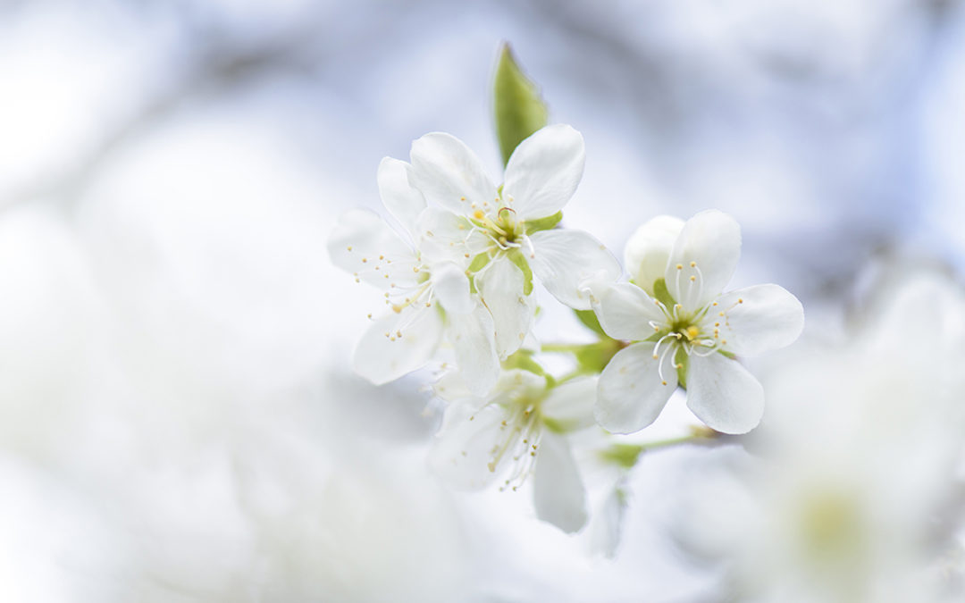 Foto van witte bloesem