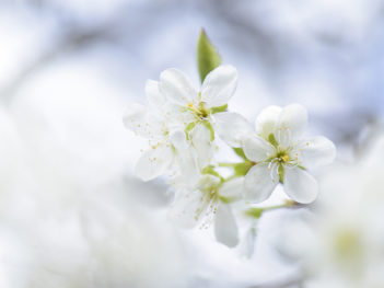 Fotoworkshop bloesems van dichtbij