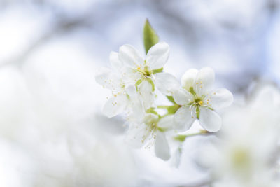 Foto van witte bloesem