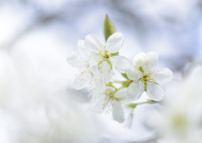 Foto van witte bloesem