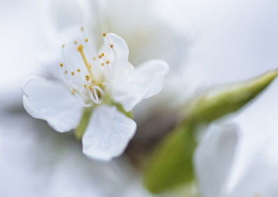 Foto van witte bloesem