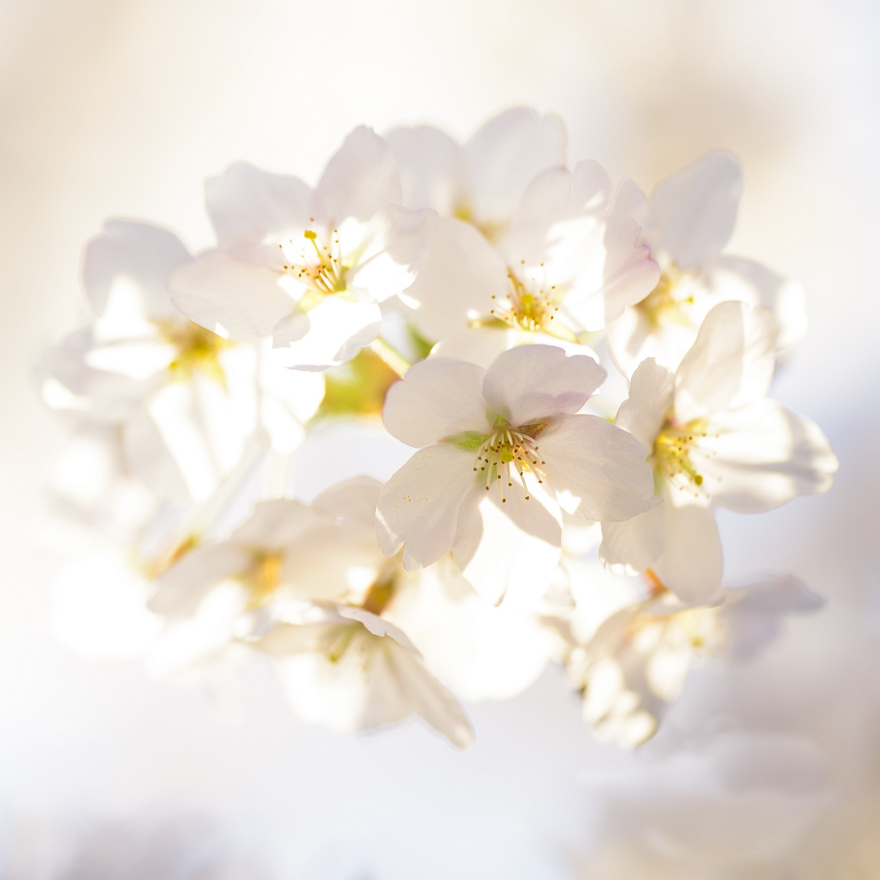 Foto van witte bloesem