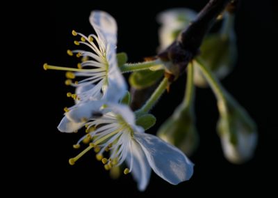 Foto van witte bloesem