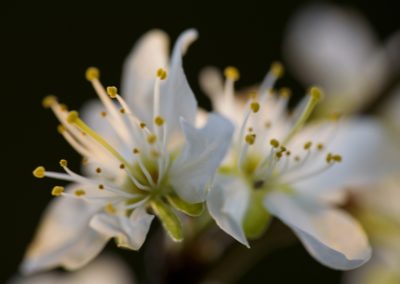 Foto van witte bloesem