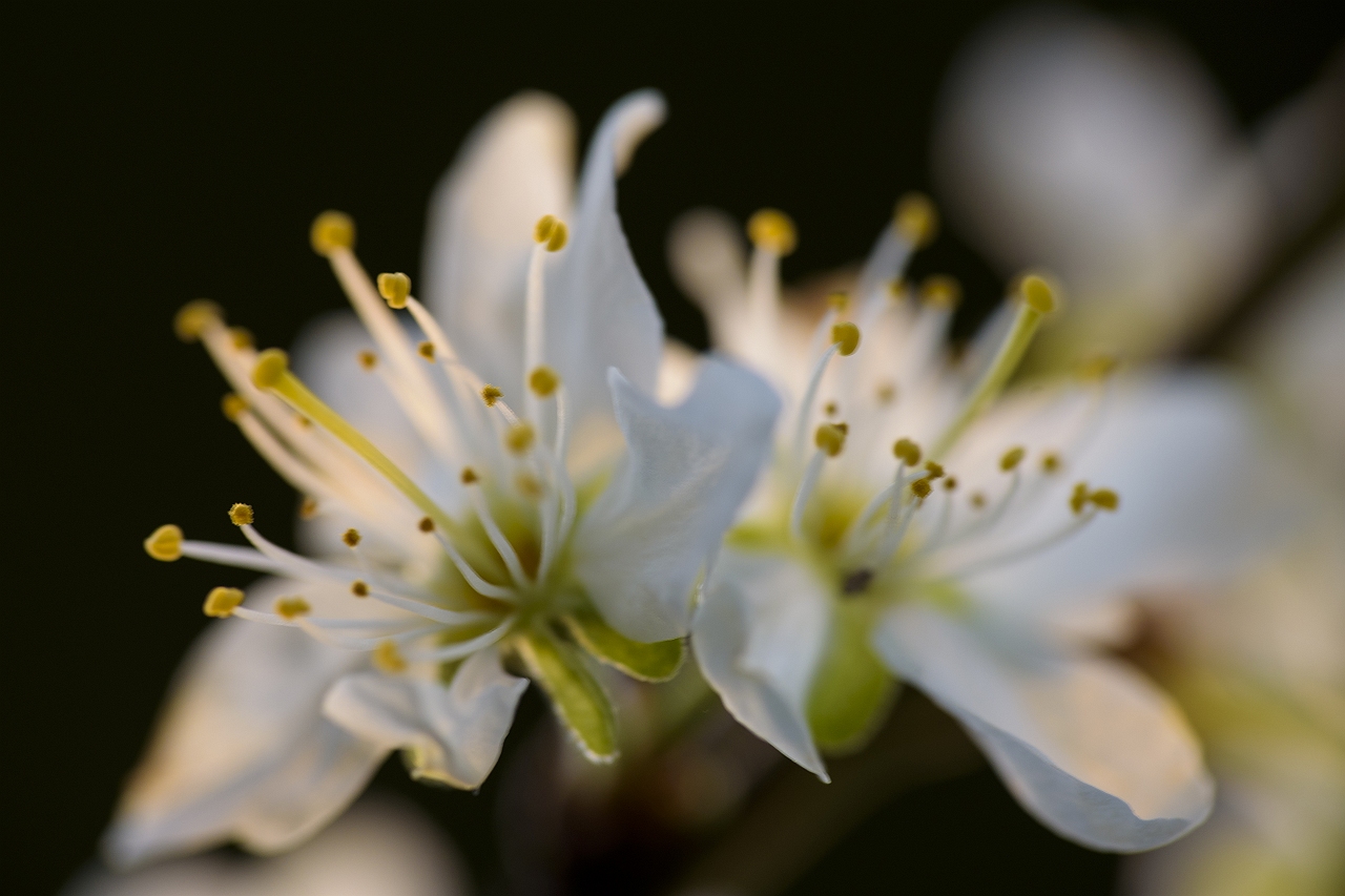 Foto van witte bloesem