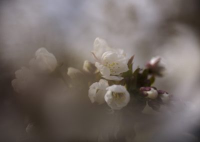 Foto van witte bloesem