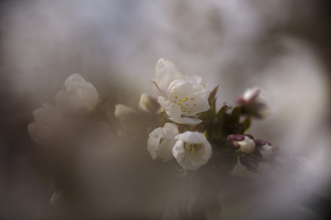 Foto van witte bloesem