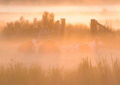 Mist en opkomende zon