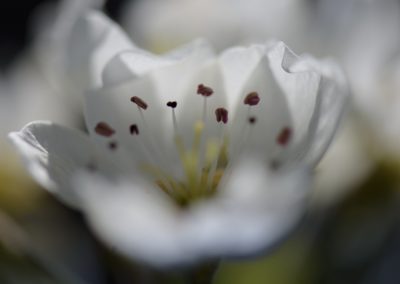 Foto van witte bloesem