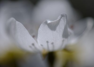 Foto van witte bloesem