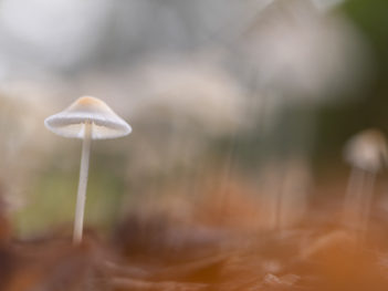 Herfst macrofotografie 3-daagse Drenthe: paddenstoelen en libellen