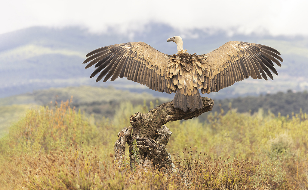 Vale gier Nature Talks Spanjereis Extremadura