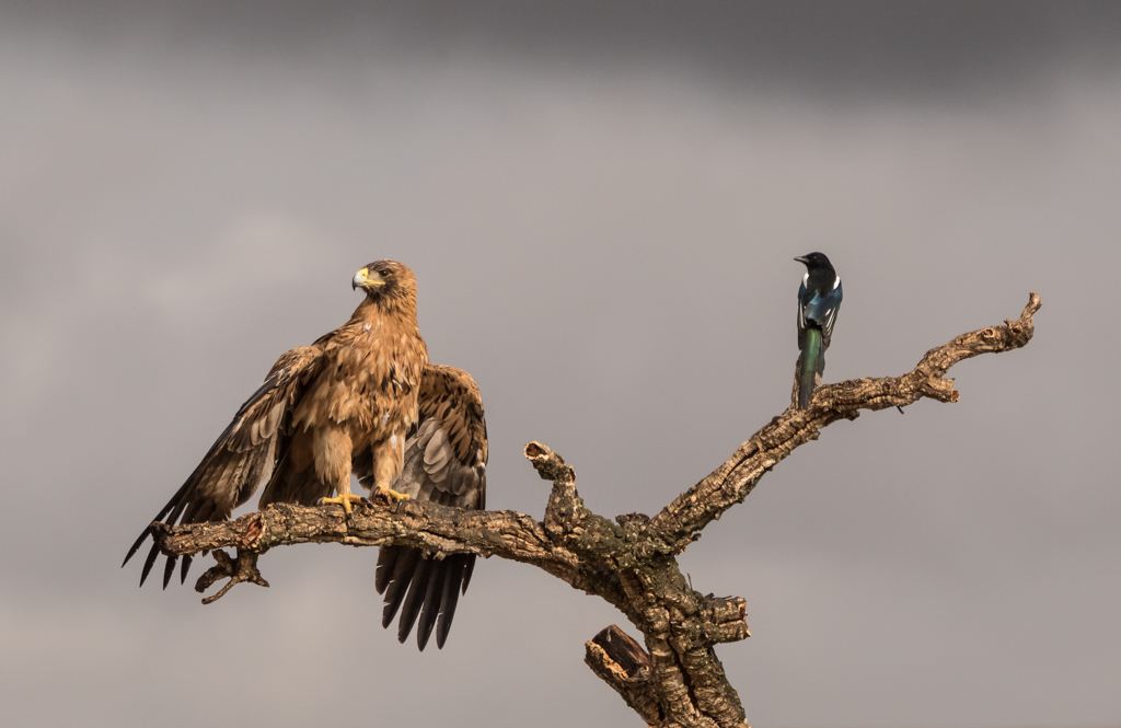 Spaanse keizerarend Nature Talks Spanjereis Extremadura