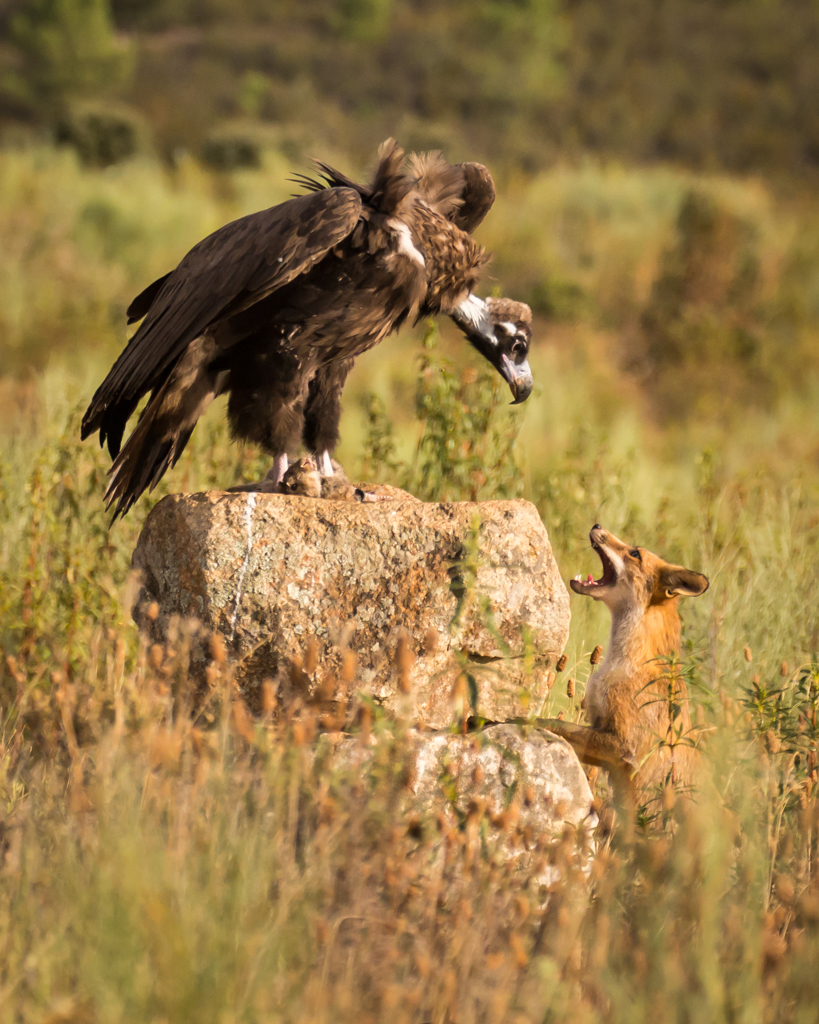 Monniksgier Vos Nature Talks Spanjereis Extremadura